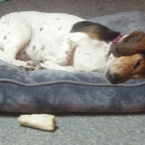 Meet your Posher, Anne